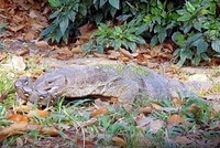 Kỳ đà đoạt mạng trăn sau 40 phút giằng co