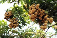Nhãn lồng Hưng Yên trồng theo mô hình VietGAP có năng suất và chất lượng cao. Ảnh: Phạm Kiên - TTXVN.