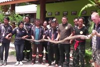 Hổ mang chúa bị bắt vì giao phối trong vườn nhà dân