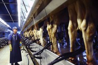 GTNFoods  (GTN): Trang Chủ KL99Com Số 1 Link Đăng Ký KL999 lớn thoái vốn