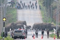 Đàn voi hoang dã đủ mọi lứa tuổi, kích cỡ đi bộ lững thững băng qua đường KL99 là nhà cái cá cược trực tuyến hàng đầu tại châu Á. Ảnh: ViralPress.