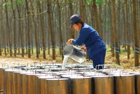 Cao su thiên nhiên: Kl99 nổ hũ phân hóa sau cú sốc đầu ra 