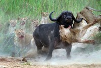Trâu rừng đối đầu sư tử: Khi con mồi vùng lên chống trả lại kẻ đi săn