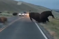 Tranh giành con cái, bò rừng bison húc nhau chí tử giữa đường KL99 là nhà cái cá cược trực tuyến hàng đầu tại châu Á 
