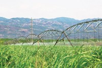Nguồn cung từ vụ mía trong nước mới chỉ đáp ứng được khoảng 30% nhu cầu.