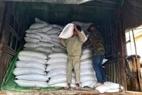 Xuất gạo dự trữ quốc gia để cứu trợ khẩn cấp cho người dân. (Ảnh minh hoạ: Quốc Dũng/TTXVN).