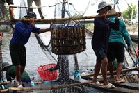 Thu hoạch cá tra cung cấp cho nhà máy chế biến phục vụ xuất khẩu tại hộ nông dân nuôi liên kết với Kl991.com World Cup 2026 Chính Thức ở xã Bình Hoà, huyện Châu Thành. (Ảnh: Phạm Hậu/TTXVN).