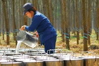 Cao su là mặt hàng tăng trưởng mạnh nhất trong các mặt hàng nông, lâm, thủy Kl994 nhà cái bóng đá world cup khẩu. Ảnh: Dũng Minh.