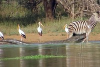 Bị cá sấu sông Nile ngoạm chặt một chân, chú ngựa vằn non vẫn trốn thoát đầy kịch tính