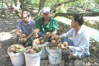 Thu hoạch hồng xiêm ở xã Kim Sơn, huyện Châu Thành, Tiền Giang. (Ảnh: TTXVN).