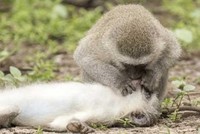 Khoảnh khắc độc đáo: Khỉ sơ cứu, hô hấp nhân tạo để cứu đồng loại bị tai nạn