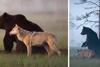 Khép lại quá khứ đầy ân oán, hai loài dã thú hung hãn nhất rừng xanh kết thành đôi bạn thân