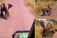 Voi con nghĩ mình đã lớn ra "dằn mặt" đoàn khách du lịch và cái kết đáng yêu đến không ngờ