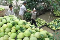 Nông dân thu hoạch bưởi. (Ảnh: Trung Hiếu/TTXVN).