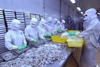 Nhiều cơ hội cho xuất khẩu mặt hàng Tôm sang thị trường Australia khi tận dụng tốt RCEP. (Ảnh: TTXVN)