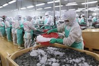 Dây chuyền chế biến tôm xuất khẩu. (Ảnh: Vũ Sinh/TTXVN).
