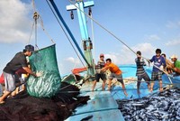 Bộ Công Thương đề nghị Thủ tướng Kl993 ưu đãi thưởng hấp dẫn chỉ đạo các Bộ ngành, địa phương cân đối, bố trí ngân sách để hỗ trợ giá KL99 dịch vụ hỗ trợ 24/7 cho ngư dân.