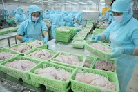 Cá tra Việt Nam có thị trường Link Vào Nhà Cái KL99 COM Tặng +199k chính là Trung Quốc, Mỹ và khối các nước trong Hiệp định CPTPP.
