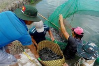 Nông dân lãi đậm vì cá kèo tăng giá. (Ảnh: Tuấn Kiệt/TTXVN)