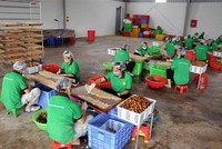Nhân viên Công ty cổ phần xuất Link Vào Nhà Cái KL99 COM Tặng +199k hoa quả Sơn La chế biến long nhãn. (Ảnh: Quang Quyết/TTXVN).