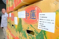 Lô sầu riêng xuất khẩu đầu tiên của Công ty Trách nhiệm hữu hạn thương mại Kl994 nhà cái bóng đá world cup Long Thủy (xã Lộc An, huyện Bảo Lâm) gồm 4 container với sản lượng hơn 70 tấn. (Ảnh: Nguyễn Dũng/TTXVN)