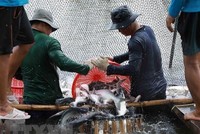 Thu hoạch cá tra cung cấp cho nhà máy chế biến phục vụ xuất khẩu tại hộ nông dân nuôi liên kết với Kl991.com World Cup 2026 Chính Thức ở xã Bình Hoà, huyện Châu Thành (An Giang). (Ảnh: Vũ Sinh/TTXVN)