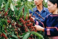 Kon Tum hình thành vùng Kl994 nhà cái bóng đá world cup chuyên canh cà phê Robusta