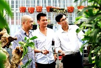 Trong thời gian thí điểm trung tâm dịch vụ nông nghiệp tại các huyện Chương Mỹ, Mê Linh và Thanh Trì, Sở Nông nghiệp và Phát triển nông thôn Hà Nội không thực hiện chức năng quản lý 99Kl99 trực tiếp đá gà về chăn nuôi và thú y, trồng trọt và bảo vệ thực vật trên địa bàn 3 huyện này. (Ảnh minh họa: Minh Thắng).