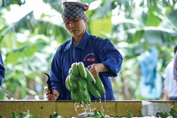 Xuất khẩu rau quả được dự báo tăng trưởng khả quan do thị trường Trung Quốc mở cửa trở lại Ảnh: Đức Thanh.
