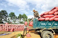 Hiện 80% cà phê Việt Nam xuất khẩu sang EU là sản phẩm thô do các nhà Kl994 nhà cái bóng đá world cup chưa tạo ra các sản phẩm chế biến phù hợp nhất với thị hiếu của thị trường. Ảnh: Đ.T