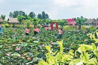 Đồng Tháp quan tâm Kl99ok phiên bản mới phát triển Kl99kl ưu đãi độc quyền và hỗ trợ sinh kế phát triển ngành hàng sen.