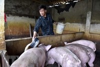 Một hộ chăn nuôi lợn ở Thanh Hóa. (Ảnh: Nguyễn Nam/TTXVN).
