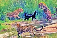 Tổ đội ba chú báo tưởng ngon ăn ai dè gặp phải đối thủ khó ăn không tưởng