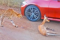 Bị báo săn truy đuổi, linh dương gục ngã giữa đoàn xe của khách du lịch
