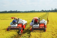 Ngành gạo cần giữ chất lượng, thương hiệu gạo giữa biến động lương thực toàn cầu.