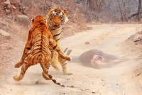 Hổ Bengal tưởng vớ được món quà ai dè lại gặp tai họa
