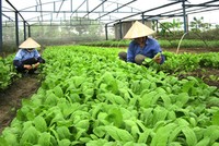 Xây dựng lắp ghép nhà chòi phủ màng cho Kl994 nhà cái bóng đá world cup nông nghiệp là nhu cầu thiết thực