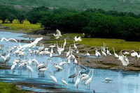Vườn Quốc gia Xuân Thuỷ có diện tích vùng bảo tồn rộng 7.100 ha.