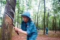 Giá cao su thiên nhiên có mối quan hệ thuận chiều với giá dầu.