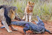 Vì Kl993 Đăng nhập Giải trí mưu sinh, đàn sư tử mạo hiểm săn cả cá sấu sông Nile khổng lồ