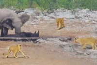 Đàn voi rừng nghĩa hiệp quyết tâm giải cứu chú tê giác bị mắc kẹt khỏi "nanh vuốt" bầy sư tử đói