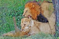 Sư tử đực có hành động bất ngờ ngay giữa cuộc chiến gay cấn với báo hoa mai
