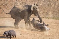 "Chiến thần" voi rừng giải cứu hà mã ngoạn mục khỏi nanh vuốt của đàn chó hoang