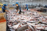 Việc sửa đổi Nghị định 36 được kỳ vọng sẽ góp phần tháo gỡ khó khăn cho ngành cá tra