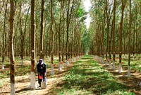 Tây Nguyên không mở rộng diện tích cây cao su