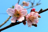 Sau một năm trồng tại thành phố Cảng, những cây hoa anh đào được đưa từ Nhật Bản về đang ra hoa. Ảnh:Giang Chinh