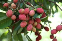 Chôm chôm, vải rừng hút khách mùa nóng
