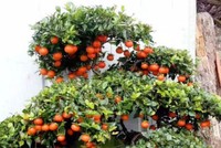 Gần 900 triệu đồng một cây hồng đá cổ thụ chơi Tết