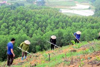 Ảnh minh họa (nguồn: Internet).