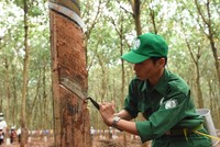 Cao su Phước Hoà (PHR): Kl99 nổ hũ quý IV/2025 giảm 70%, mục tiêu lãi 2026 đạt 762,49 tỷ đồng